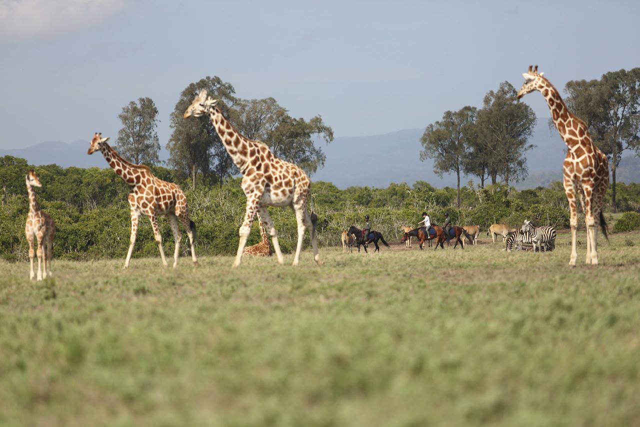 Hotel The Aberdare Country Club Mweiga Exteriér fotografie