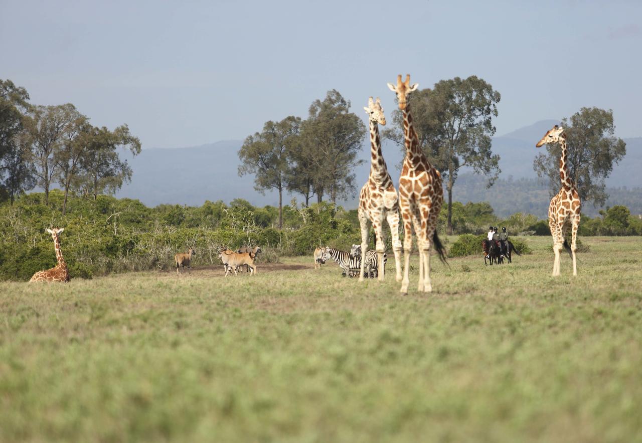 Hotel The Aberdare Country Club Mweiga Exteriér fotografie