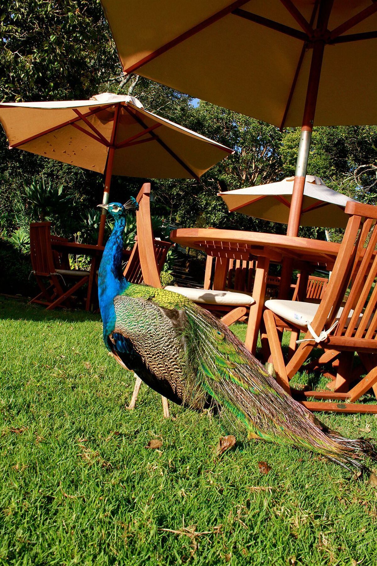 Hotel The Aberdare Country Club Mweiga Exteriér fotografie